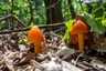 Feketedő nedűgomba (Hygrocybe conica), Budai-hegység